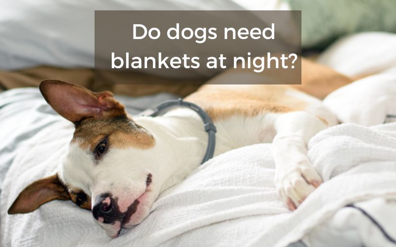 do dogs need blankets at night