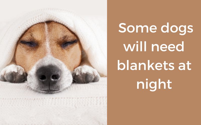 do dogs need blankets at night