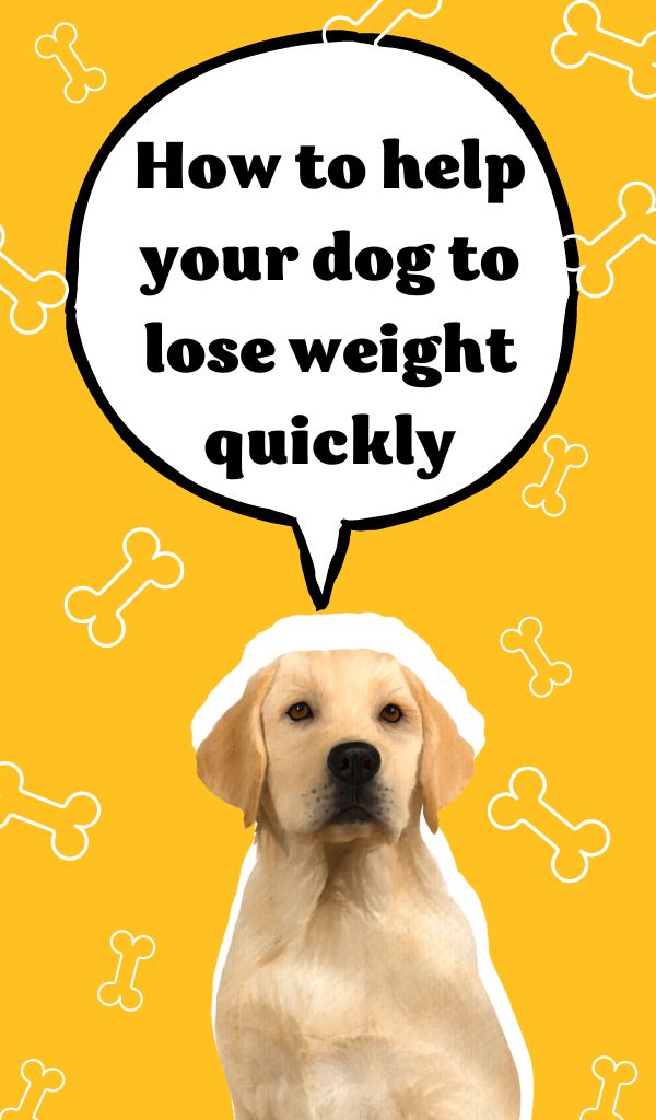 How to help your dog lose weight quickly