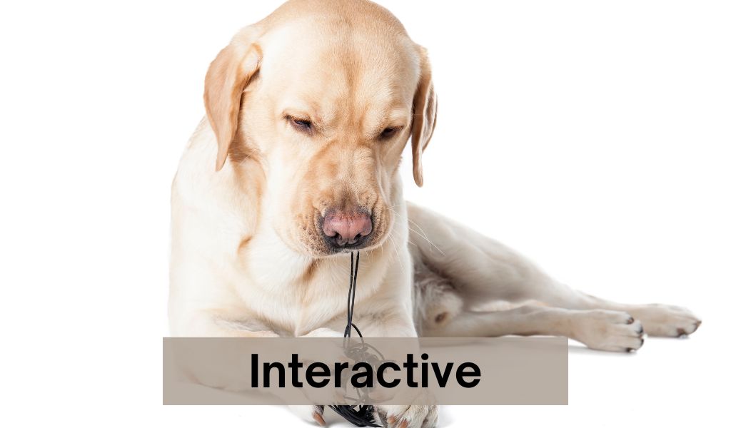 5 Interactive dog toys to keep your dog busy for hours