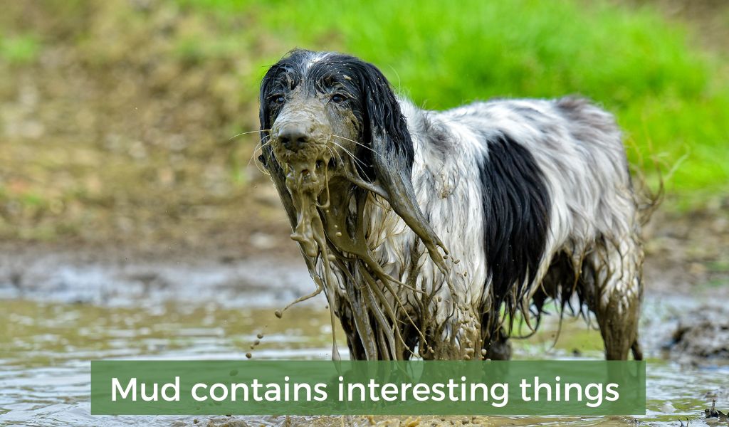 why do dogs eat mud