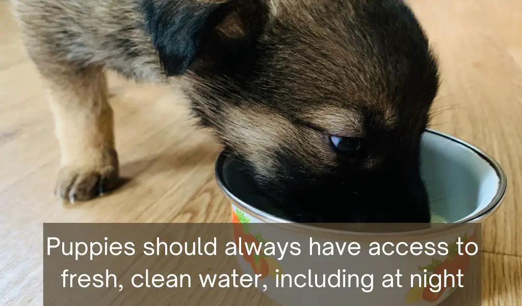 Do puppies need water at night?