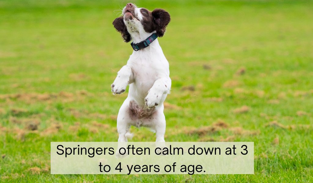 The age when Springer spaniels calm down
