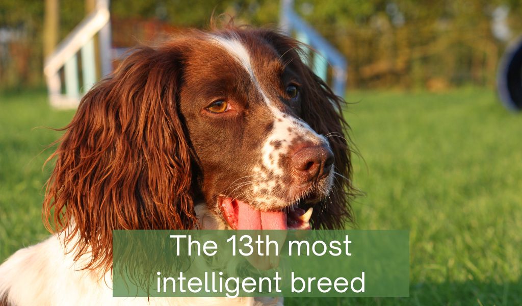 are english springer spaniels intelligent