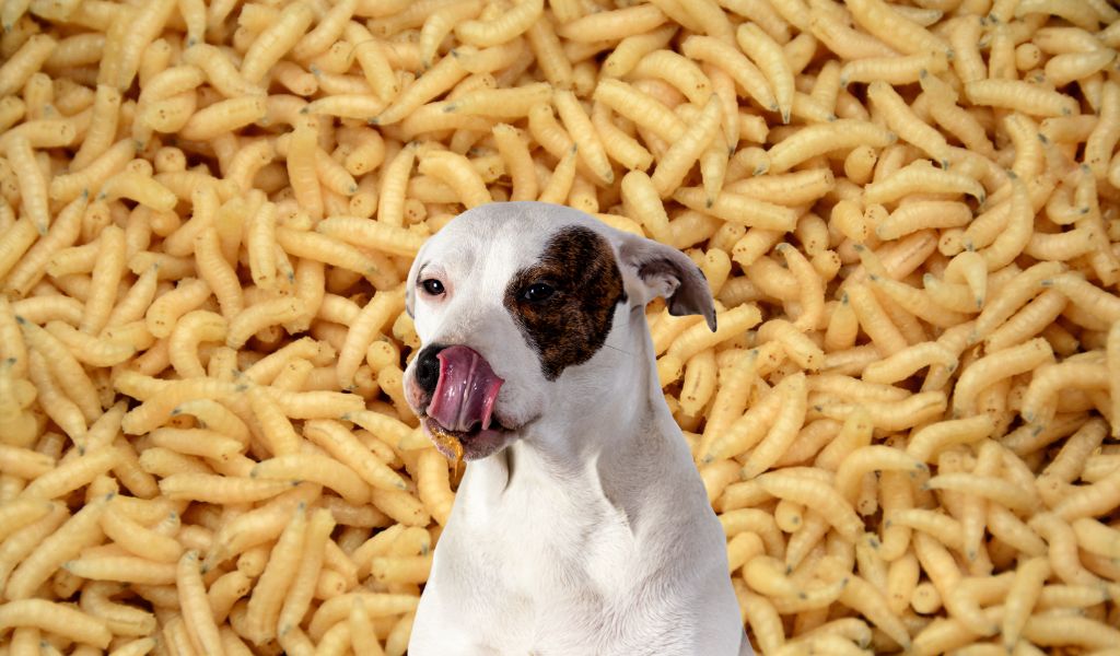 what to do if your dog eats maggots