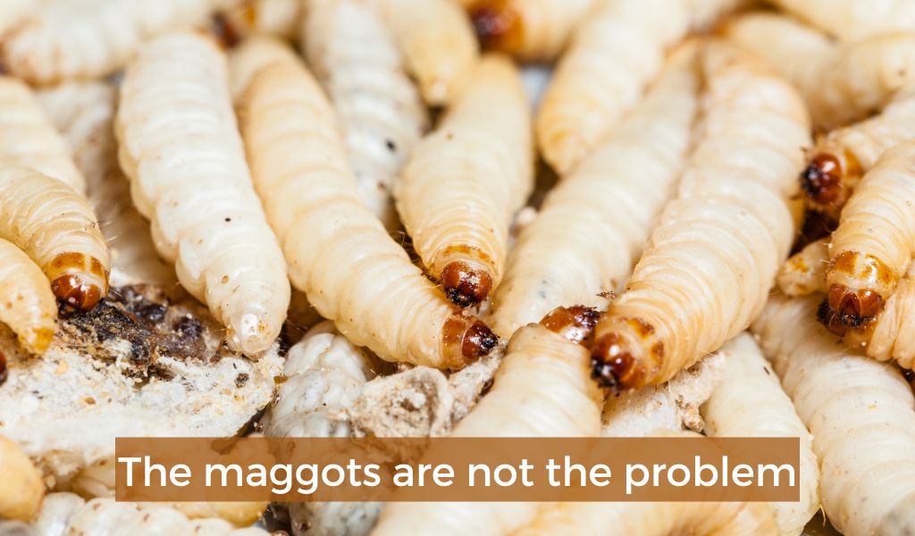 what to do if your dog eats maggots