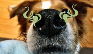 Why does my dog keep sniffing me?