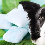 what to do if your dog eats gum