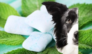 what to do if your dog eats gum
