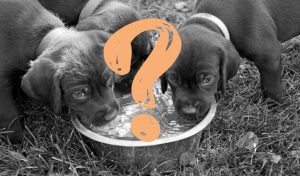 Do puppies need water at night?