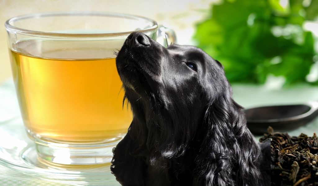 Is green tea good for dogs?