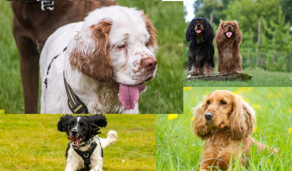 What is the calmest spaniel?