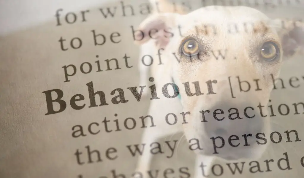 Understanding your dog's behaviour