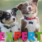 How to become a puppy expert overnight