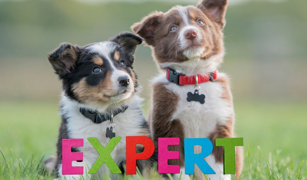 How to become a puppy expert overnight