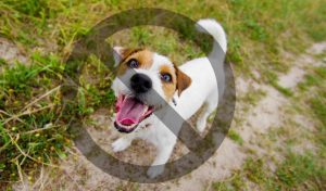 do humane anti barking collars work
