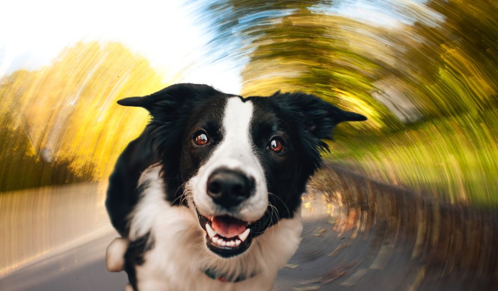 Can a dog get dizzy?