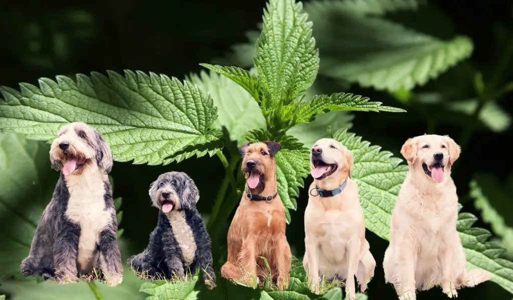 Can a dog get stung by stinging nettles?