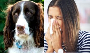 Are English Springer spaniels hypoallergenic?
