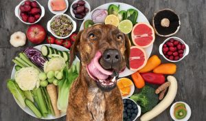 Why do dogs eat so much?