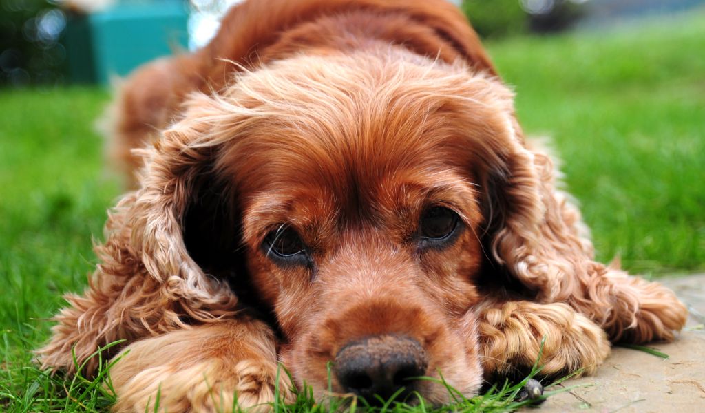 Can Cocker spaniels be left alone?