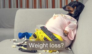 What is the fastest way for dogs to lose weight