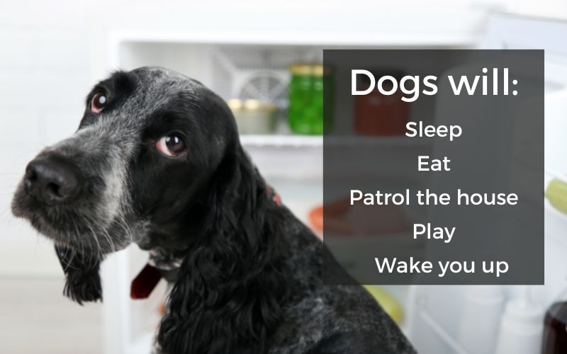 What do dogs do at night (1)