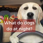 What do dogs do at night