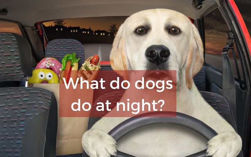 What do dogs do at night?