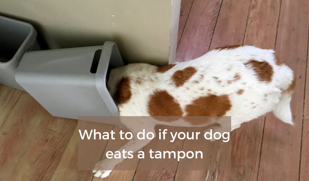 What to do if your dog eats a tampon