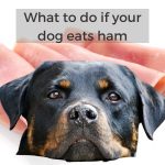 What to do if your dog eats ham