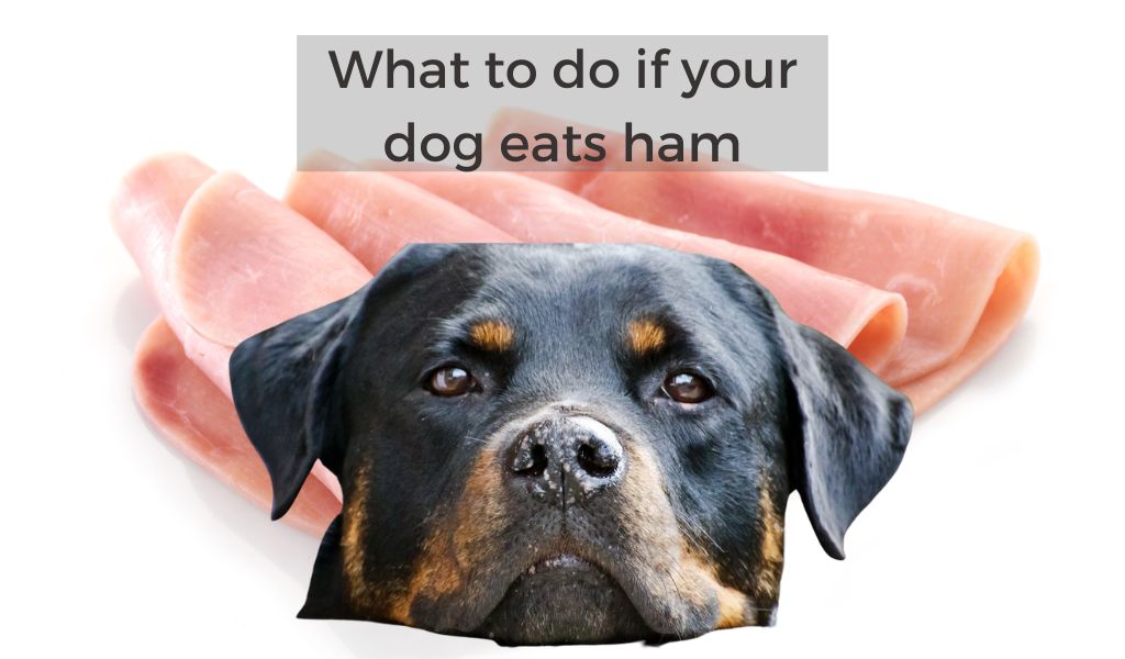 What to do if your dog eats ham