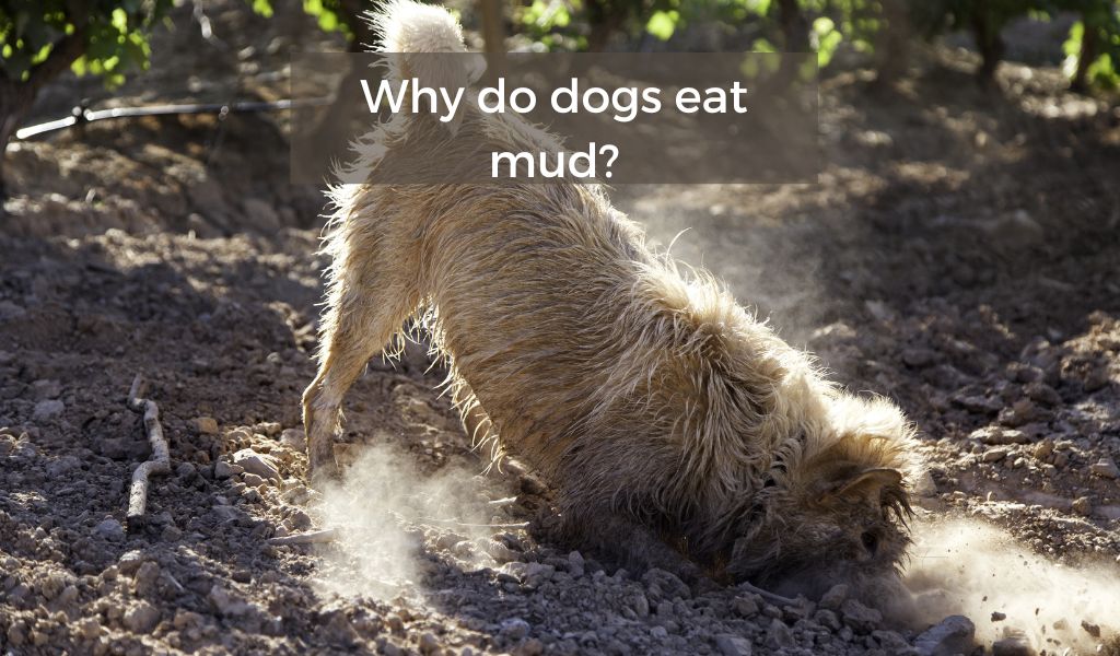 Why do dogs eat mud