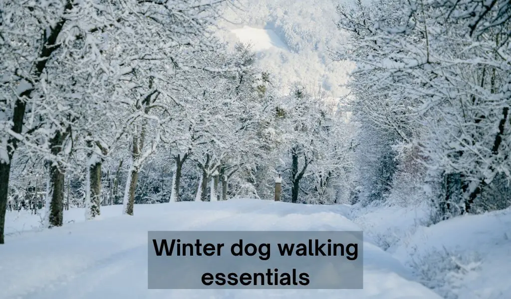 Winter dog walking essentials