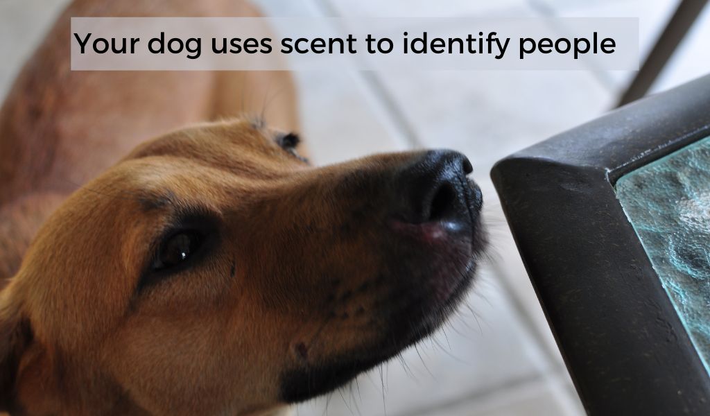 Why does my dog keep sniffing me?