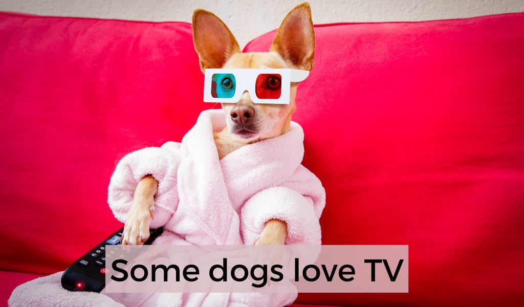 can dogs see TV