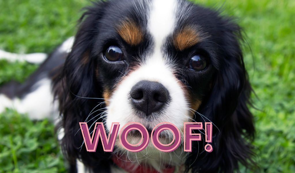 Do Cavalier King Charles spaniels bark a lot?