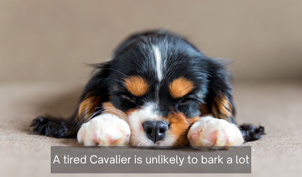 Do Cavalier King Charles spaniels bark a lot?