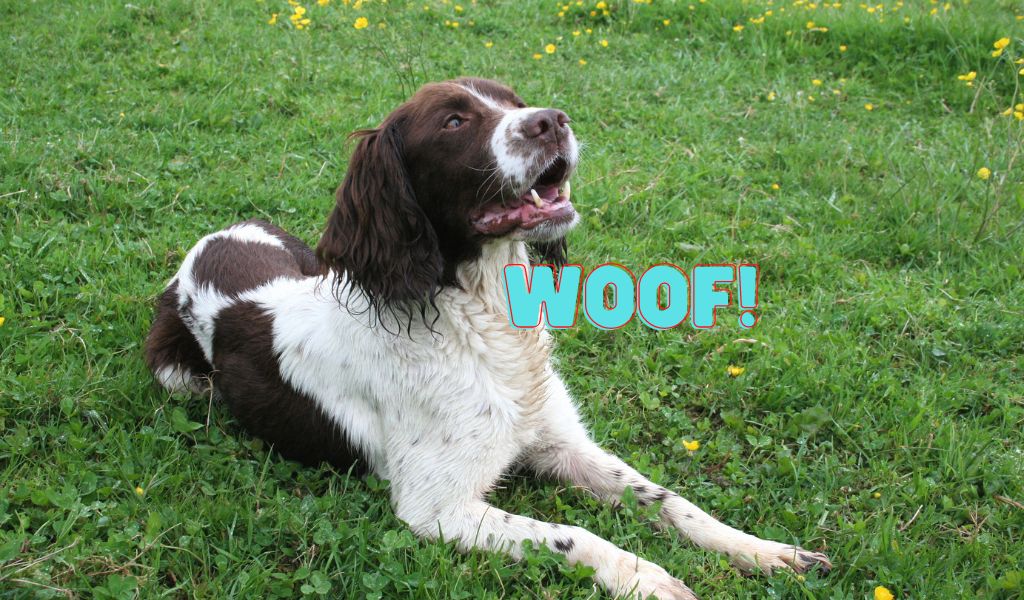 Do Springer spaniels bark a lot?