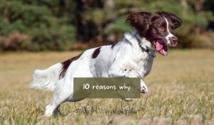 10 Reasons You Should Get an English Springer Spaniel