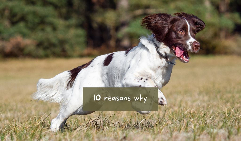 10 Reasons you should get an English Springer spaniel