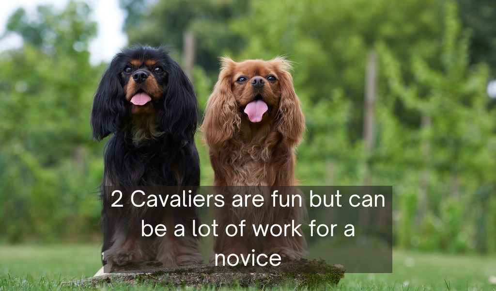 Is it better to have two Cavalier King Charles spaniels?