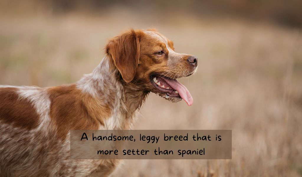 a brittany spaniel