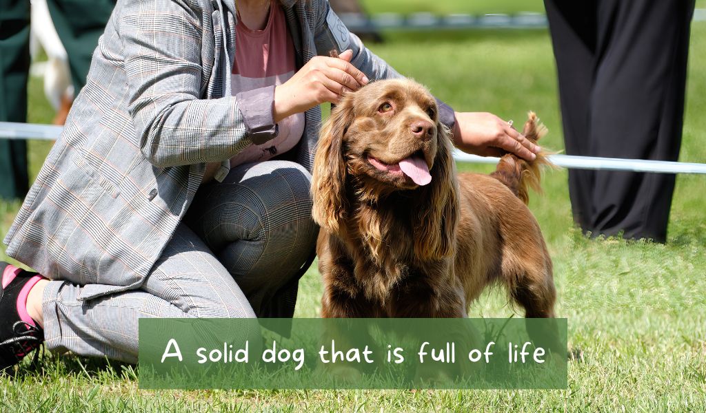 Are Sussex spaniels good family dogs? 8 sussex spaniel