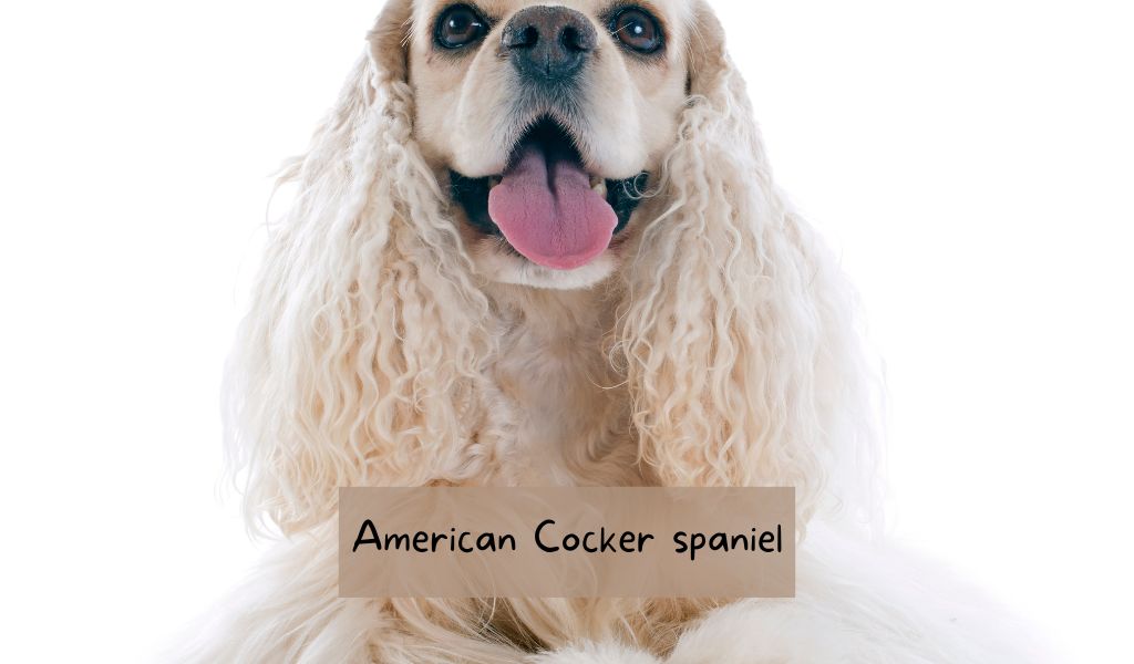 The American Cocker spaniel: A Comprehensive Guide