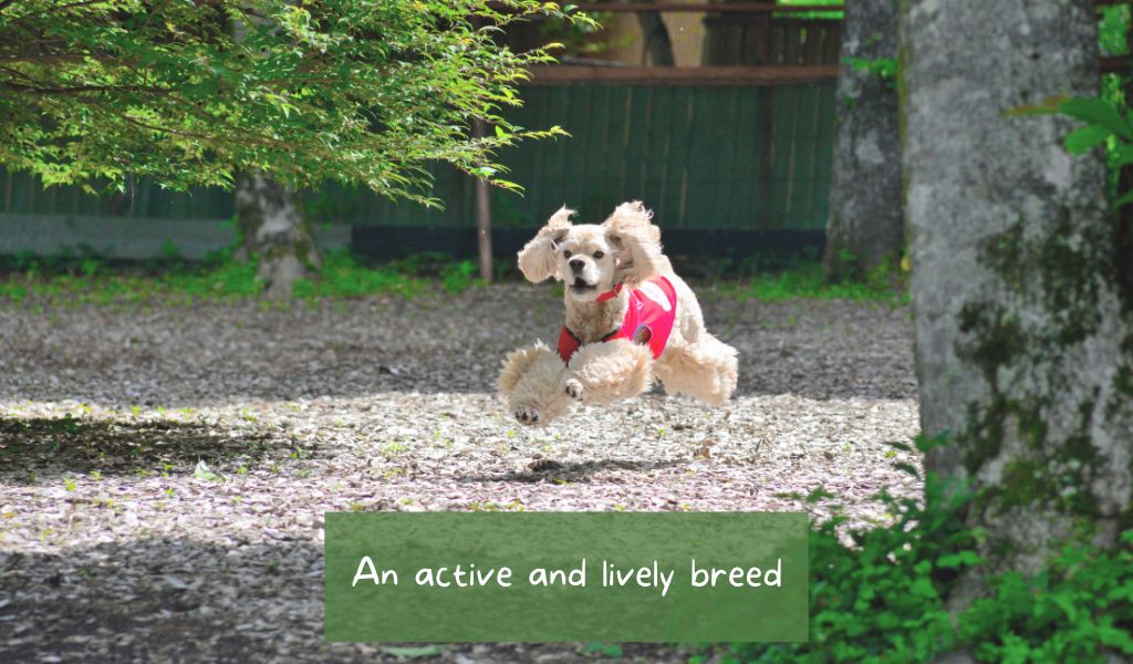 An active and lively breed