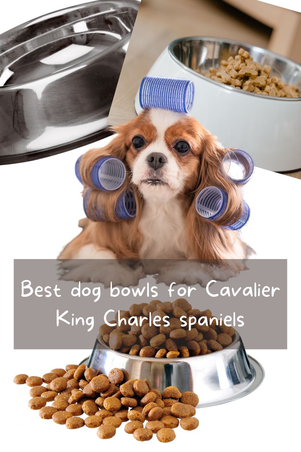 Great dog bowls for Cavalier King Charles spaniels