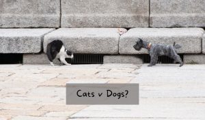 why do dogs hate cats