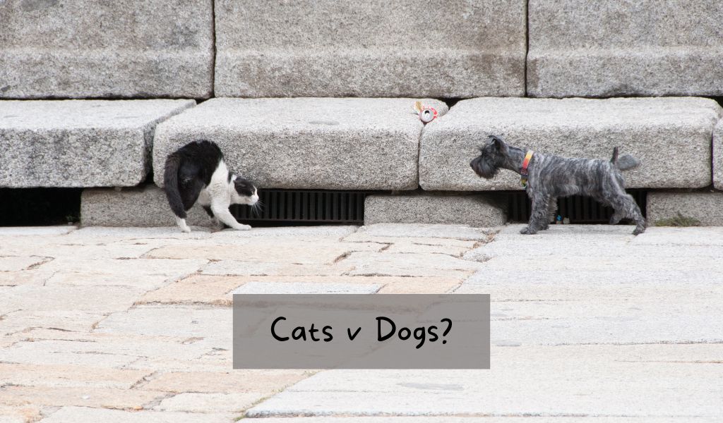 Why do dogs hate cats?