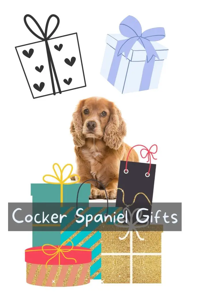 cocker spaniel sat in pile of gifts